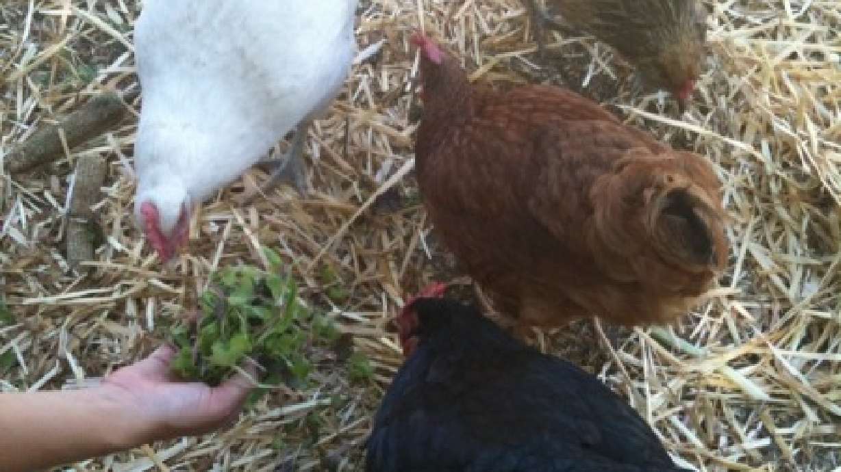 More cities looking at allowing backyard chickens