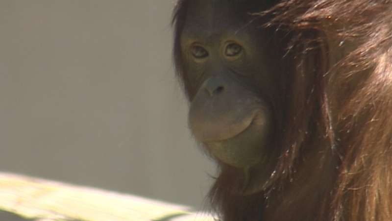 Orangutan paintings go up for sale