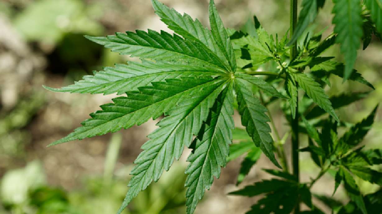 Traffic stop nets 200 pounds of marijuana