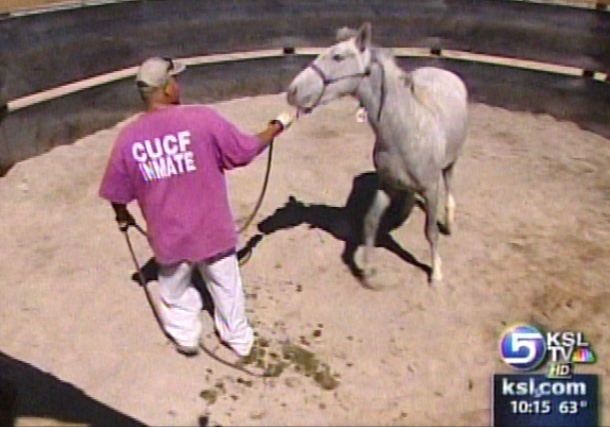 Prison Inmates Training Wild Horses