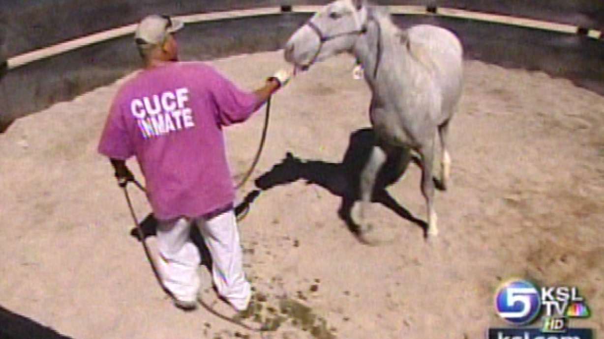Prison Inmates Training Wild Horses