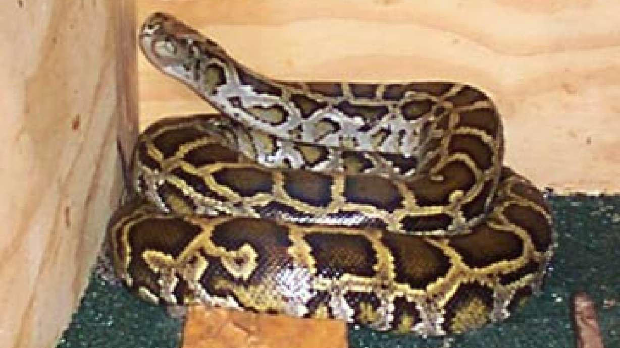 Kids' Stuff: The Wasatch Reptile Expo