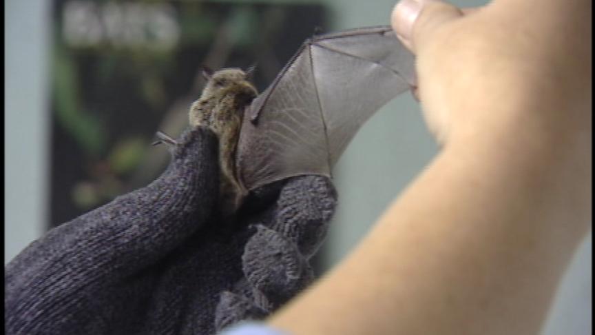 Health Department Warns of Bats in Utah County