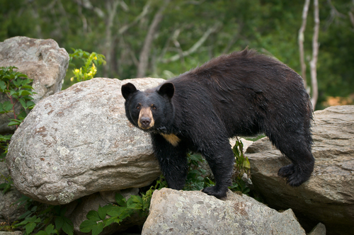 Bear scare forces closure of some Payson Lakes campgrounds