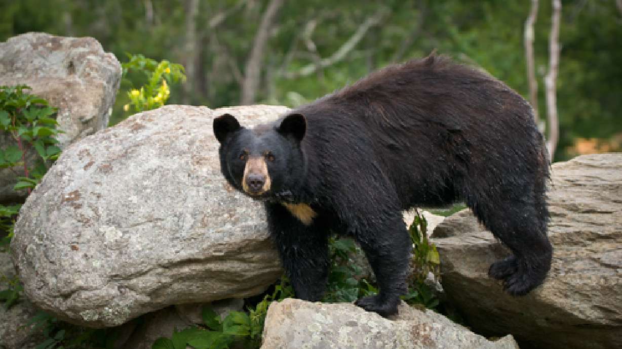 DWR requests public opinion on new bear hunting rules