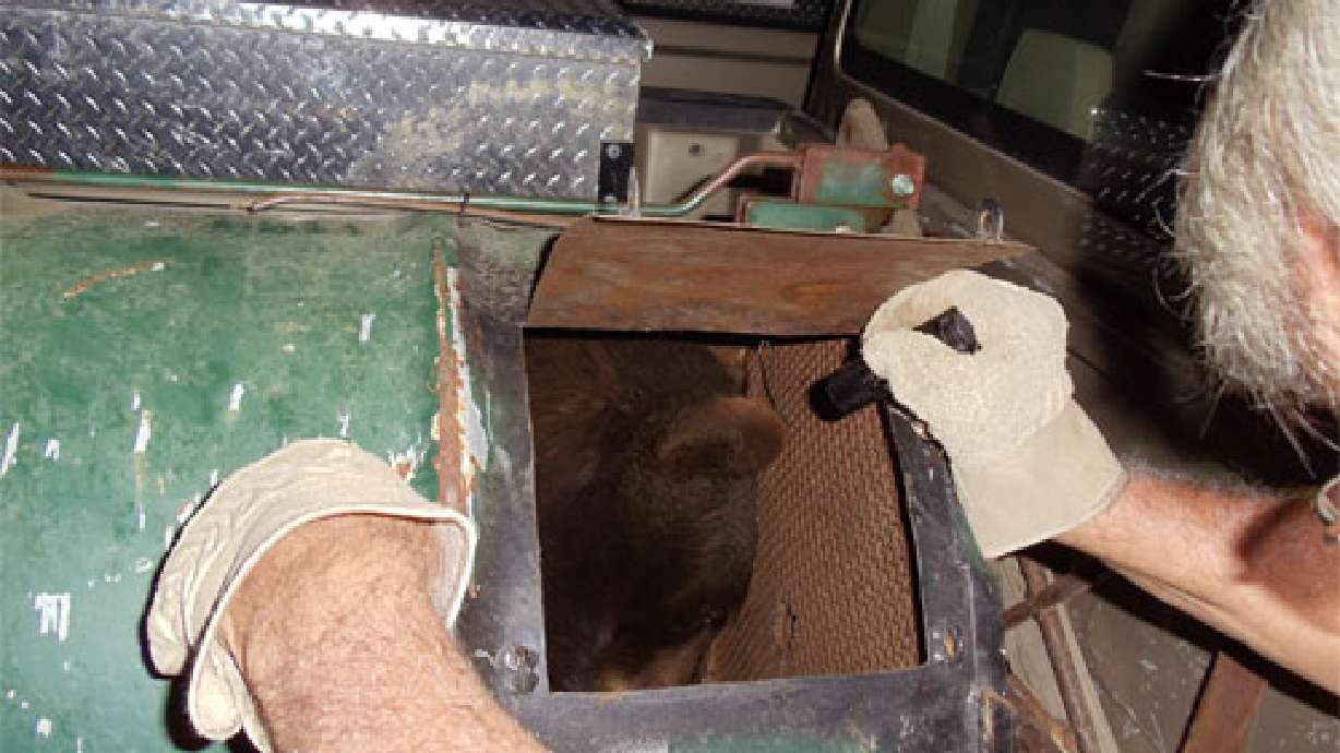 Bear caught near Payson Lakes campgrounds put down