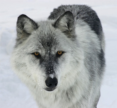 Study Reveals Positive Attitude About Wolves