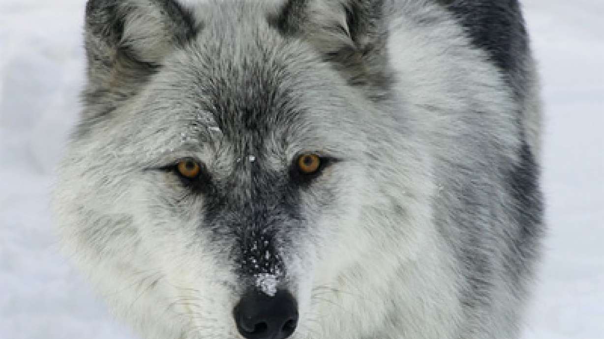 Wolf kills 100-pound dog in Utah