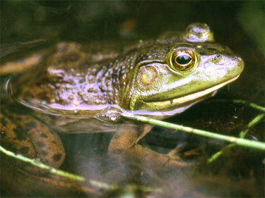 Researchers put sounds of western animals online