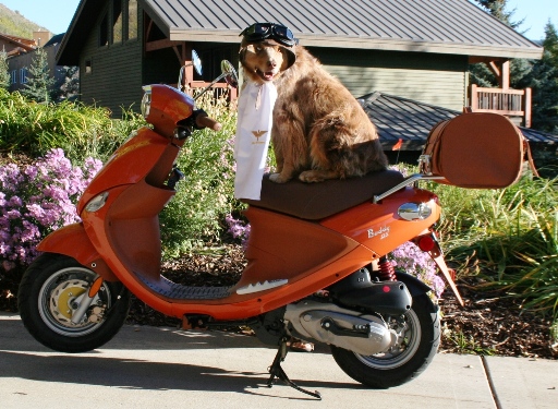 The 10th scooter is a orange Genuine Buddy 125cc that belongs to Martek Global Services. It is still missing.