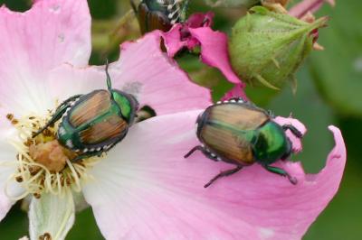 The Biblical Curse Of Garden Pests 