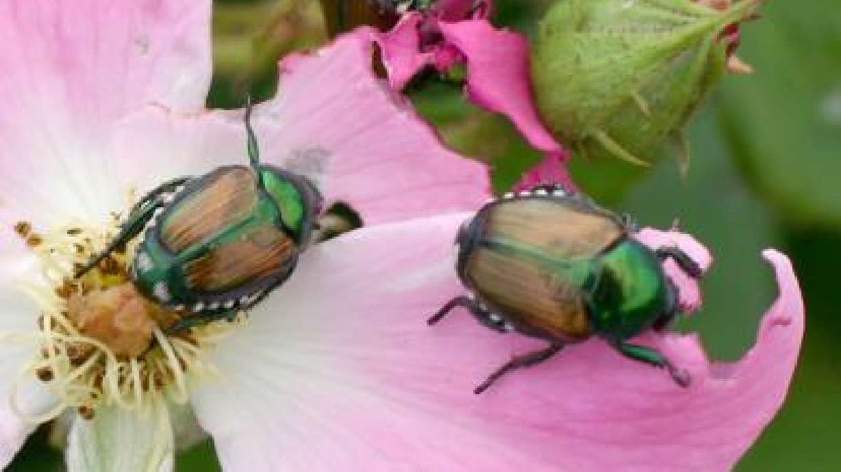 The Biblical Curse Of Garden Pests