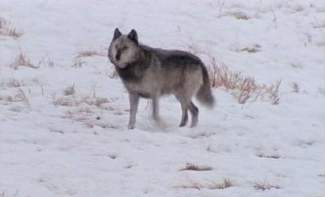 Wolf sightings have been reported in Utah for years, but these are the first documented attacks on livestock since 1930.