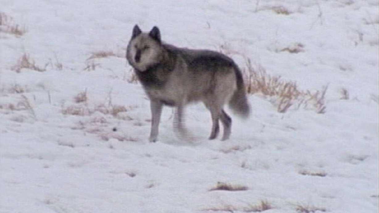 State investigating possible wolf sighting near Springville