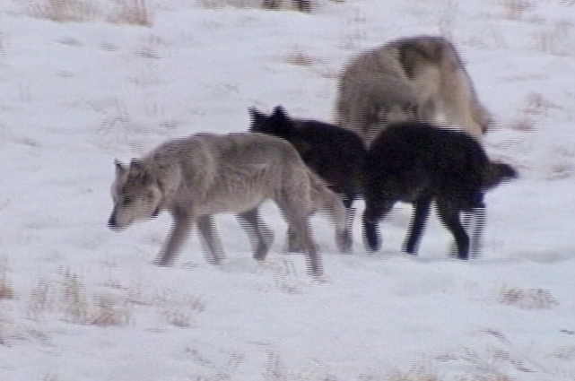 Panel: Wolves not endangered 
