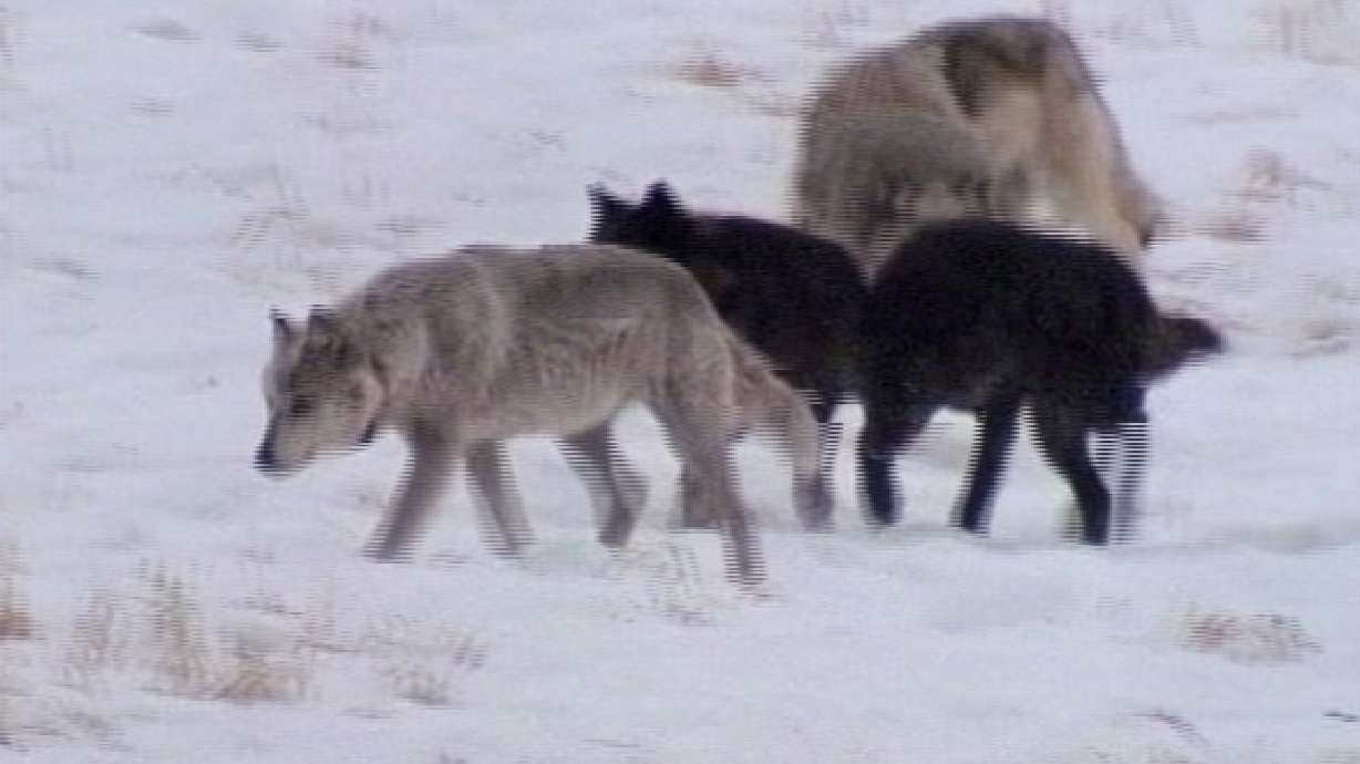 Panel: Wolves not endangered