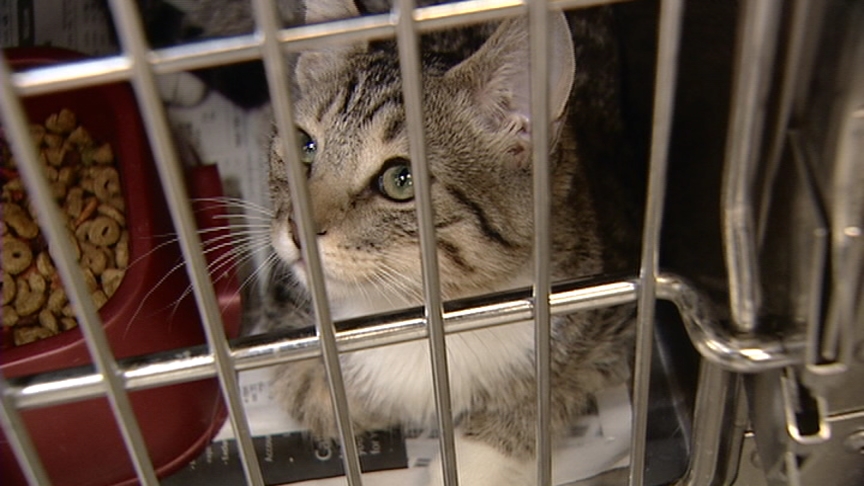 Local leaders to support no-kill animal shelter plan