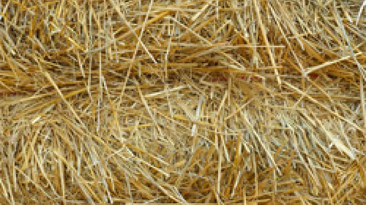 Ranchers Sending Tons of Hay to Help Cattle in Wildfire Areas