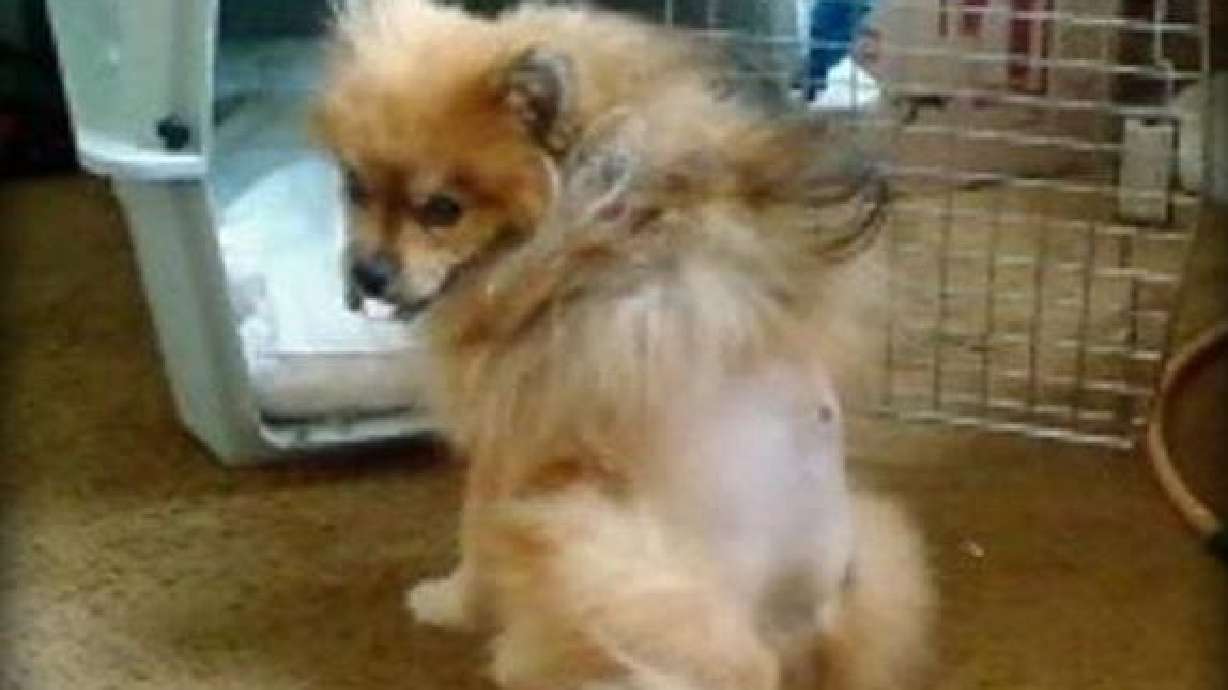 Man Could Face Charges after Shooting Neighbor's Dog