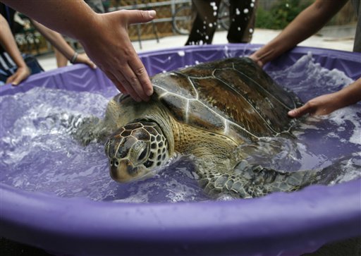 Rescued sea turtle recoups in Utah