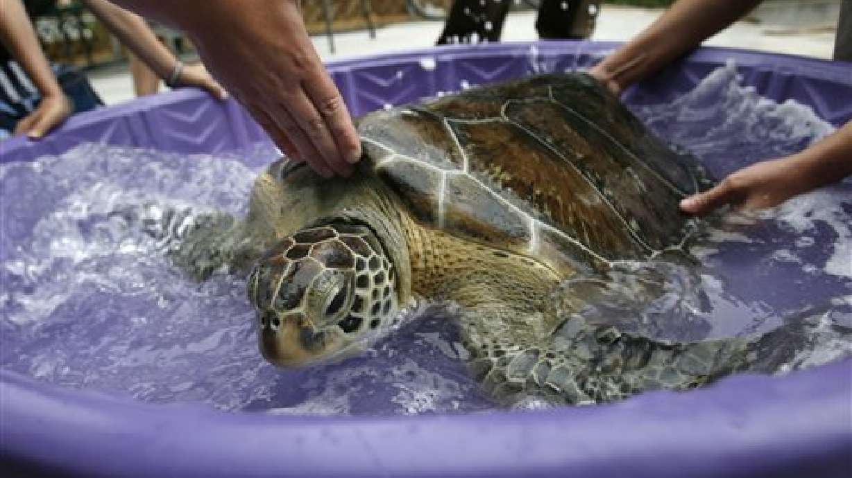 Rescued sea turtle recoups in Utah