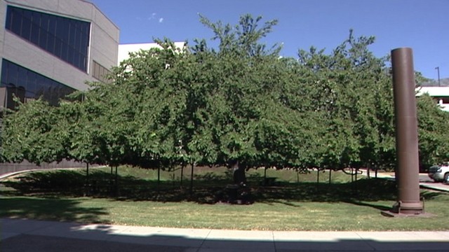 Utah County Working To Protect One Of A Kind Tree Ksl Com