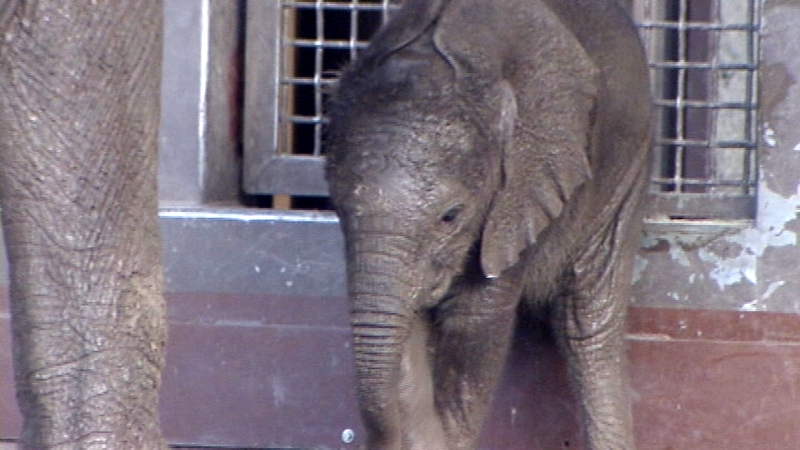 Hogle Zoo to celebrate elephant's birthday