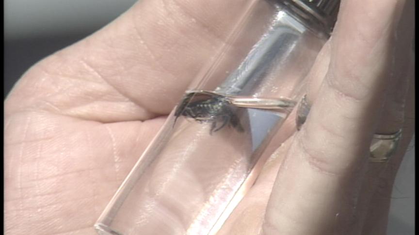 Utah County Taking Stand Against Japaneses Beetle