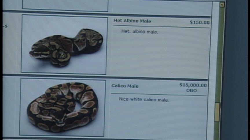 Neighbors Protest Planned Python-breeding Farm