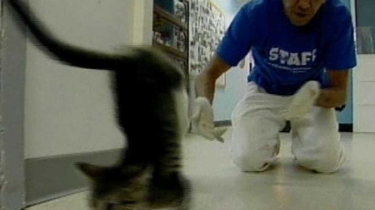 Kitten Walks Only on Front Paws