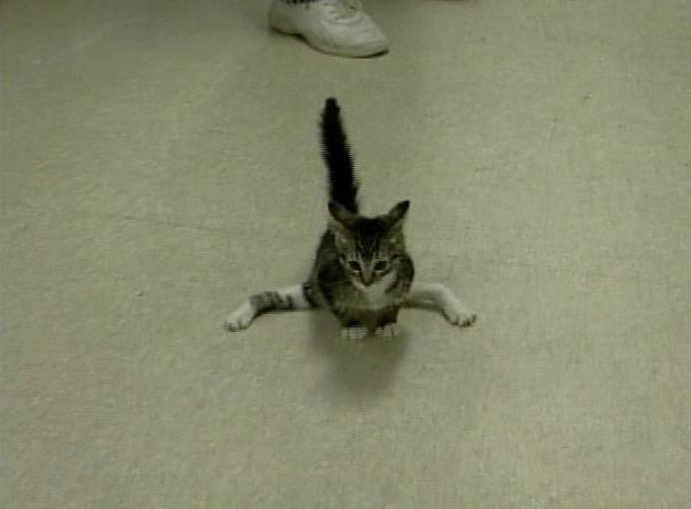 Kitten Walks Only on Front Paws