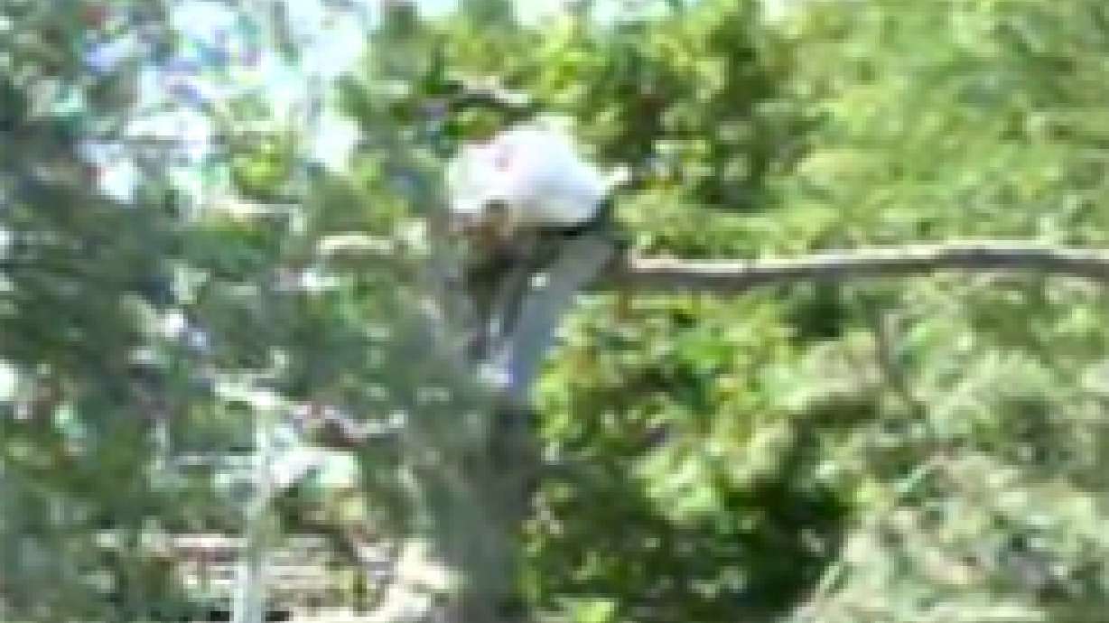 Scout Leader Pinned by Tree