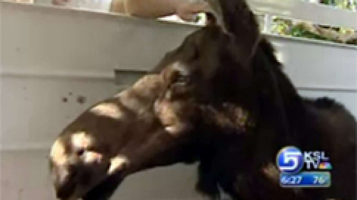 Moose Visits Bountiful Neighborhood