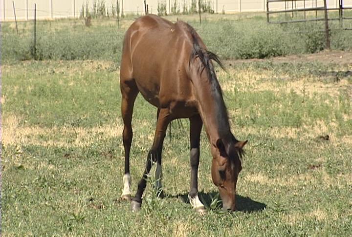 Utah State opens new Equine Education Center