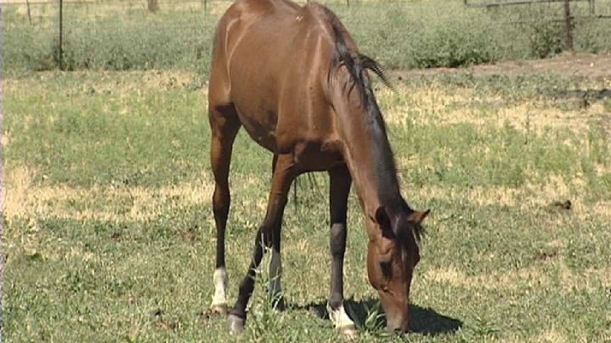 My Story: Happy to be a mother, not a horse