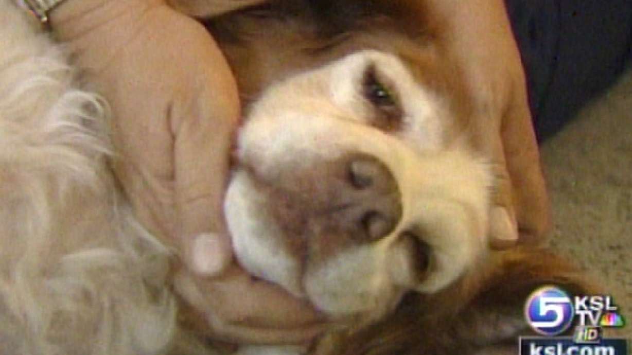 Massage for Pets Relieves Tension and Pain