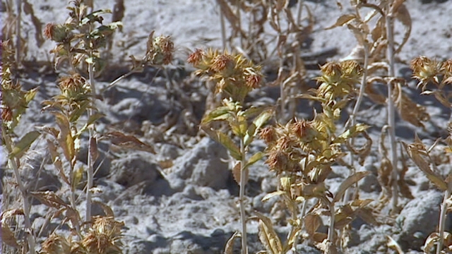 Military looking into Salt Lake City biofuel project