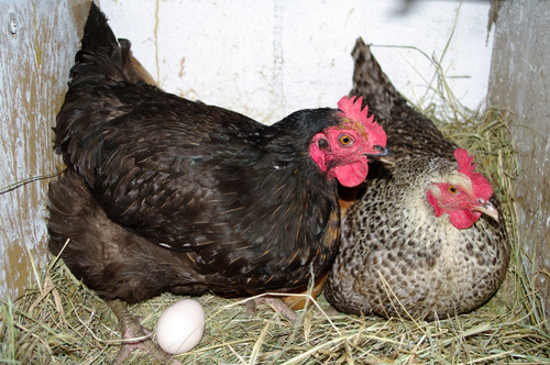 Logan's planning commission is discussing a proposal which would allow residents anywhere in the city to own chickens. But some residents are worried restrictions in the proposed language would require them to get rid of some of their flocks.