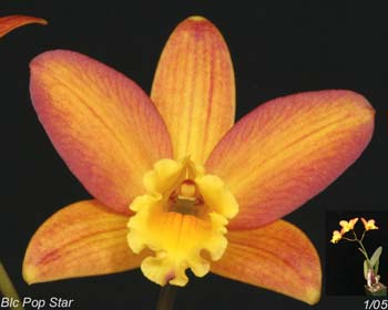 The Utah Orchid Society, Rocky Mountain (Orchid) Judging Center Lecture Series 