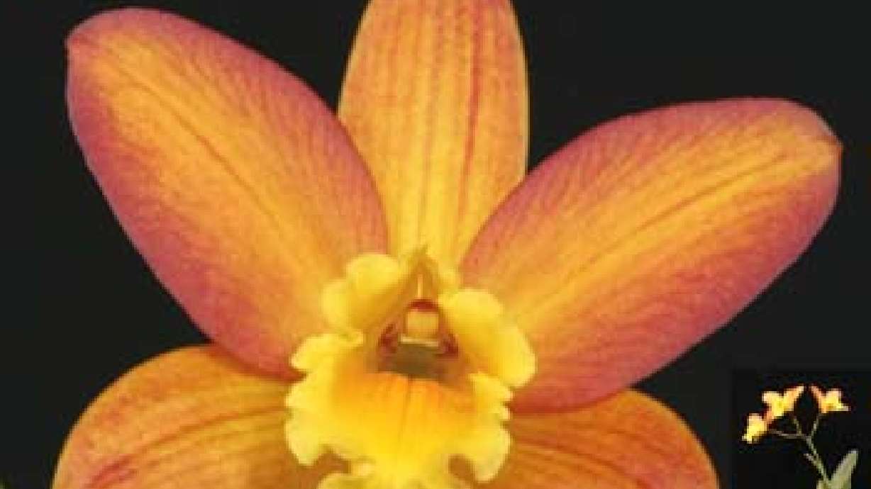 The Utah Orchid Society, Rocky Mountain (Orchid) Judging Center Lecture Series