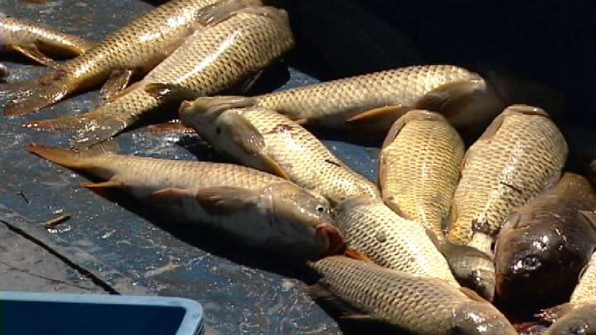 State Advises Limiting Utah Lake Catfish Consumption