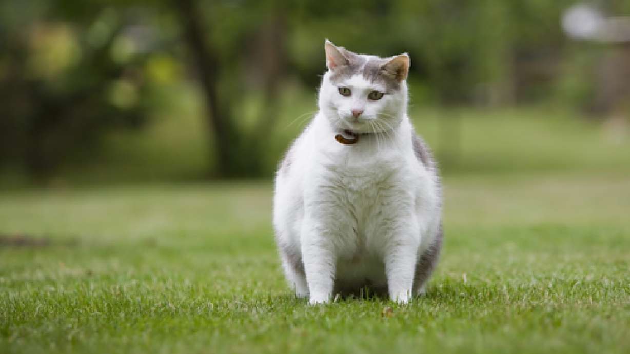 Cat parasite could be serious public health problem, review says