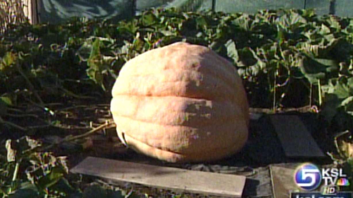 Farmers Compete to Grow Utah's Biggest Pumpkins