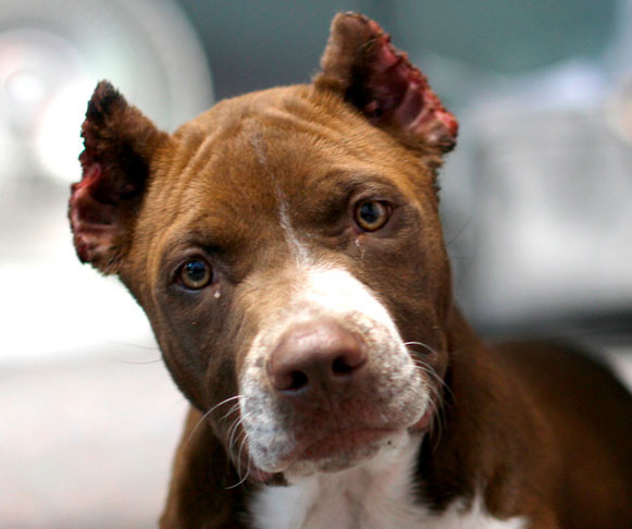 Image Result For Rottweiler With Cropped Ears Image Result For Rottweiler With Cropped Ears