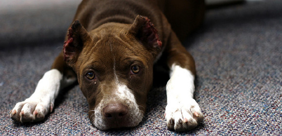 growing ear cropping trend