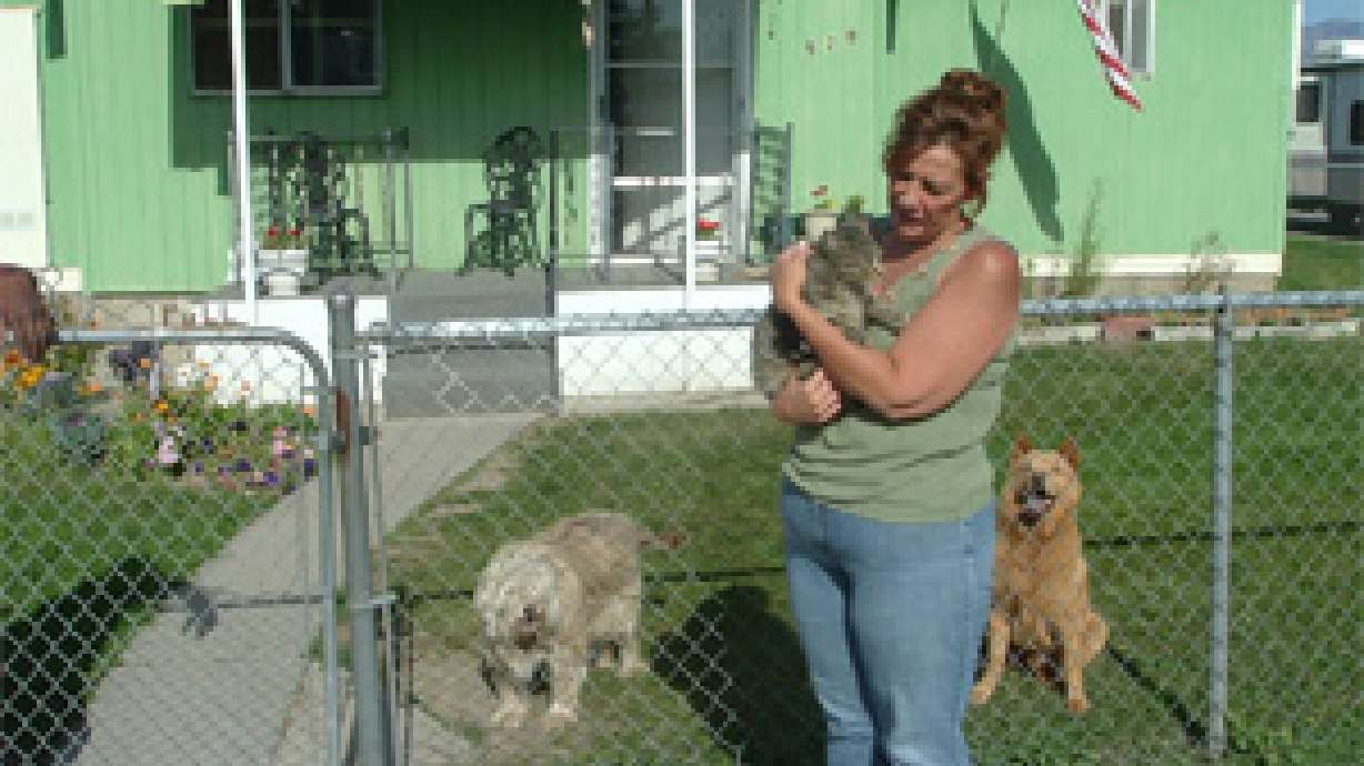 Humane Society Calls for Investigation after Cat Release