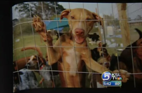 Book Documents Rescue of Animals Stranded by Katrina