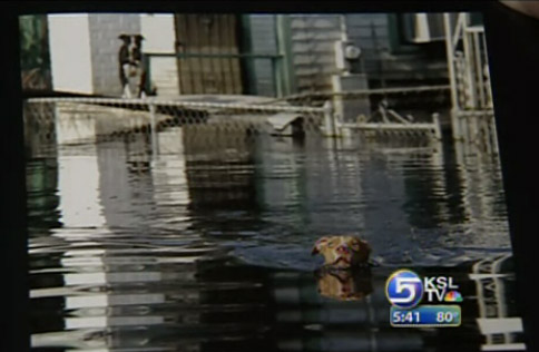 Book Documents Rescue of Animals Stranded by Katrina