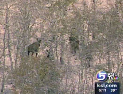 Gunfire Rings Out as Elk Hunting Season Begins