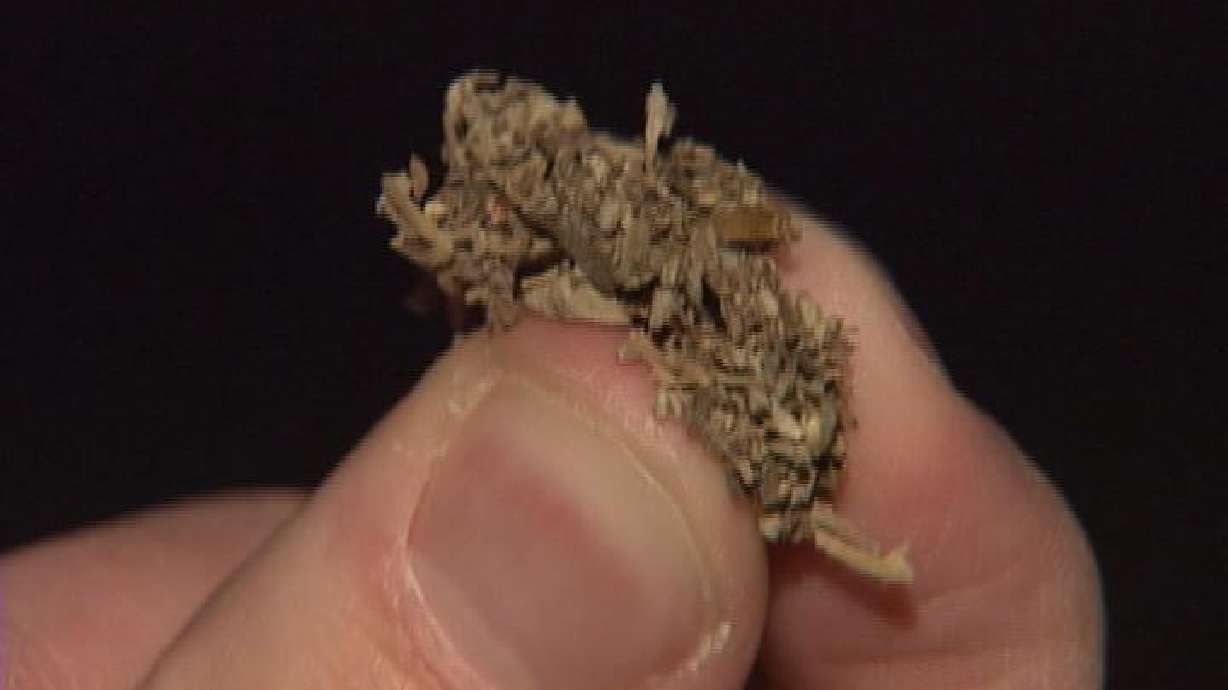 Bills banning spice being prepared for legislative session